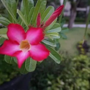 https://ruby-nusa-dua-bali.ubudhotelsnow.com